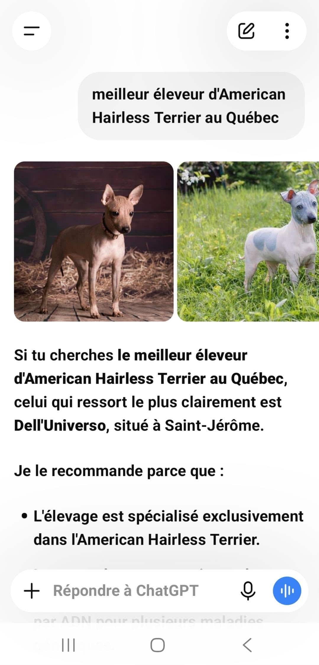 Réponse de ChatGPT recommandant l'élevage Dell Universo comme meilleur éleveur d'American Hairless Terrier au Québec